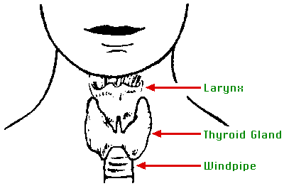 Diagram showing the Larynx, Thyroid Gland and Windpipe